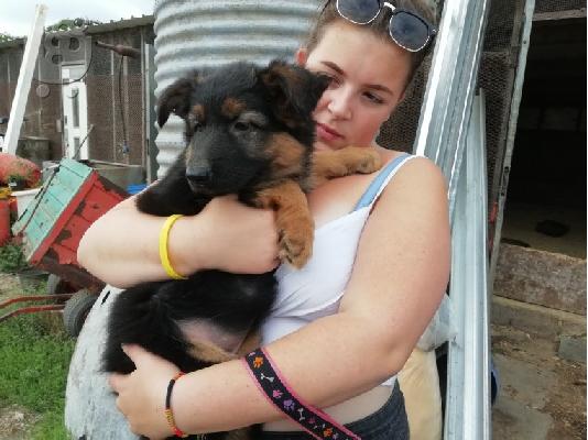 PoulaTo: Κουτάβια Border Collie
